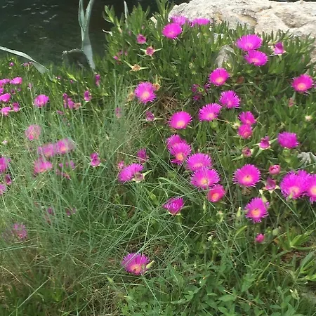 Antonija Veli Lošinj