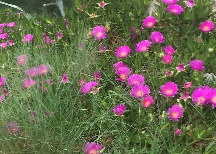 Antonija Veli Losinj